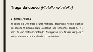 Pragas e doencas | PPT