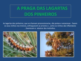 Pragas Floresta