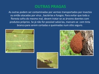 Pragas Floresta