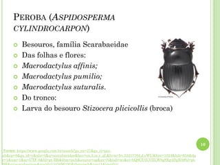 PEROBA (ASPIDOSPERMA
CYLINDROCARPON)
 Besouros, família Scarabaeidae
 Das folhas e flores:
 Macrodactylus affinis;
 Macrodactylus pumilio;
 Macrodactylus suturalis.
 Do tronco:
 Larva do besouro Stizocera plicicollis (broca)
10
Fontes: https://www.google.com.br/search?gs_rn=27&gs_ri=psy-
ab&cp=8&gs_id=v&xhr=t&q=scarabaeidae&bav=on.2,or.r_qf.&bvm=bv.53217764,d.eWU&biw=1024&bih=658&dp
r=1&um=1&ie=UTF-8&hl=pt-BR&tbm=isch&source=og&sa=N&tab=wi&ei=bQ9GUtLVIILW8gSXp4DgBA#hl=pt-
 