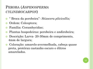 PEROBA (ASPIDOSPERMA
CYLINDROCARPON)
 “ Broca da perobeira”- Stizocera plicicollis;
 Ordem: Coleoptera;
 Família: Cerambycidae;
 Plantas hospedeiras: perobeira e andirobeira;
 Descrição: Larva- 20-30mm de comprimento,
4mm de largura;
 Coloração: amarelo-avermelhada, cabeça quase
preta, protórax castanho escuro e élitros
amarelados.
11
 