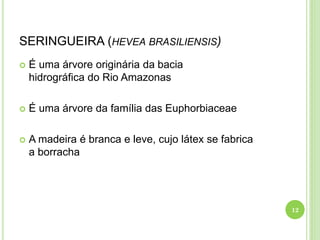 SERINGUEIRA (HEVEA BRASILIENSIS)
 É uma árvore originária da bacia
hidrográfica do Rio Amazonas
 É uma árvore da família das Euphorbiaceae
 A madeira é branca e leve, cujo látex se fabrica
a borracha
12
 