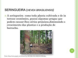 SERINGUEIRA (HEVEA BRASILIENSIS)
 A seringueira como toda planta cultivada e de in
teresse econômico, possui algumas pragas que
podem causar-lhes sérios prejuízos,diminuindo o
crescimento das plantas e a produção de
borracha.
13
Fonte: https://www.google.com.br/search?q=ÁRVORE+DE+SERINGUEIRA&es
 