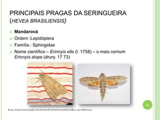 PRINCIPAIS PRAGAS DA SERINGUEIRA
(HEVEA BRASILIENSIS)
 Mandarová
 Ordem :Lepidóptera
 Família : Sphingidae
 Nome científico – Erinnyis ello (l. 1758) – o mais comum
Erinnyis alope (drury. 17 73)
14
Fonte: https://www.google.com.br/search?q=inseto+mandarová&es_sm=93&source
 