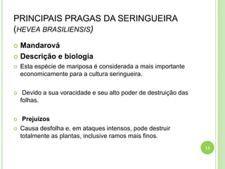 PRINCIPAIS PRAGAS DA SERINGUEIRA
(HEVEA BRASILIENSIS)
 Mandarová
 Descrição e biologia
 Esta espécie de mariposa é considerada a mais importante
economicamente para a cultura seringueira.
 Devido a sua voracidade e seu alto poder de destruição das
folhas.
 Prejuízos
 Causa desfolha e, em ataques intensos, pode destruir
totalmente as plantas, inclusive ramos mais finos.
15
 