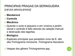 PRINCIPAIS PRAGAS DA SERINGUEIRA
(HEVEA BRASILIENSIS)
 Mandarová
 Controle
 Mecânico
 Quando o surto é pequeno e em viveiros e jardim
clonal o controle é feito através da catação manual
e destruição das lagartas.
 Biológico
 Espécies principais que parasitam ovos de E. ello
são:Trichograma minutume ,Trichograma fasciatum
.
 Vespas dos gênero Trichogramma spp. 16
 