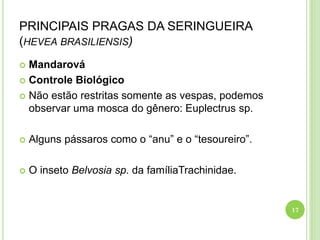 PRINCIPAIS PRAGAS DA SERINGUEIRA
(HEVEA BRASILIENSIS)
 Mandarová
 Controle Biológico
 Não estão restritas somente as vespas, podemos
observar uma mosca do gênero: Euplectrus sp.
 Alguns pássaros como o “anu” e o “tesoureiro”.
 O inseto Belvosia sp. da famíliaTrachinidae.
17
 