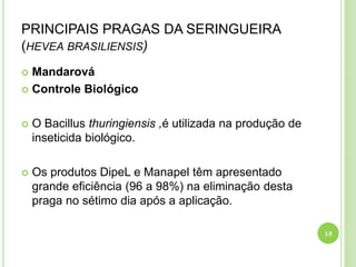 PRINCIPAIS PRAGAS DA SERINGUEIRA
(HEVEA BRASILIENSIS)
 Mandarová
 Controle Biológico
 O Bacillus thuringiensis ,é utilizada na produção de
inseticida biológico.
 Os produtos DipeL e Manapel têm apresentado
grande eficiência (96 a 98%) na eliminação desta
praga no sétimo dia após a aplicação.
18
 