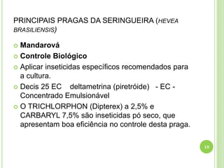 PRINCIPAIS PRAGAS DA SERINGUEIRA (HEVEA
BRASILIENSIS)
 Mandarová
 Controle Biológico
 Aplicar inseticidas específicos recomendados para
a cultura.
 Decis 25 EC deltametrina (piretróide) - EC -
Concentrado Emulsionável
 O TRICHLORPHON (Dipterex) a 2,5% e
CARBARYL 7,5% são inseticidas pó seco, que
apresentam boa eficiência no controle desta praga.
19
 