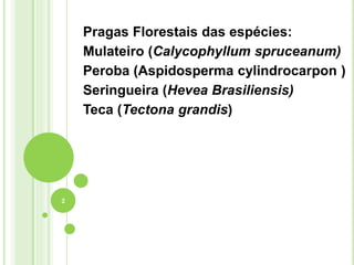 Pragas Florestais das espécies:
Mulateiro (Calycophyllum spruceanum)
Peroba (Aspidosperma cylindrocarpon )
Seringueira (Hevea Brasiliensis)
Teca (Tectona grandis)
2
 