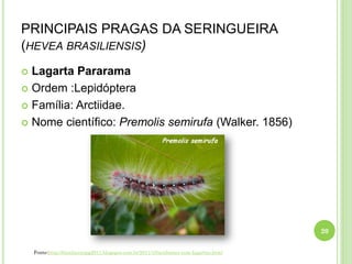 PRINCIPAIS PRAGAS DA SERINGUEIRA
(HEVEA BRASILIENSIS)
 Lagarta Pararama
 Ordem :Lepidóptera
 Família: Arctiidae.
 Nome científico: Premolis semirufa (Walker. 1856)
20
Fonte:http://bionlineuepg2011.blogspot.com.br/2011/10/acidentes-com-lagartas.html
 
