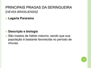 PRINCIPAIS PRAGAS DA SERINGUEIRA
(HEVEA BRASILIENSIS)
 Lagarta Pararama
 Descrição e biologia
 São insetos de hábito noturno, sendo que sua
população é bastante favorecida no período de
chuvas.
21
 