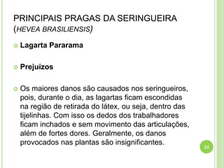 PRINCIPAIS PRAGAS DA SERINGUEIRA
(HEVEA BRASILIENSIS)
 Lagarta Pararama
 Prejuízos
 Os maiores danos são causados nos seringueiros,
pois, durante o dia, as lagartas ficam escondidas
na região de retirada do látex, ou seja, dentro das
tijelinhas. Com isso os dedos dos trabalhadores
ficam inchados e sem movimento das articulações,
além de fortes dores. Geralmente, os danos
provocados nas plantas são insignificantes.
22
 