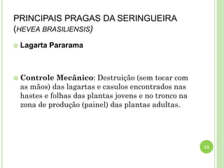 PRINCIPAIS PRAGAS DA SERINGUEIRA
(HEVEA BRASILIENSIS)
 Lagarta Pararama
 Controle Mecânico: Destruição (sem tocar com
as mãos) das lagartas e casulos encontrados nas
hastes e folhas das plantas jovens e no tronco na
zona de produção (painel) das plantas adultas.
23
 