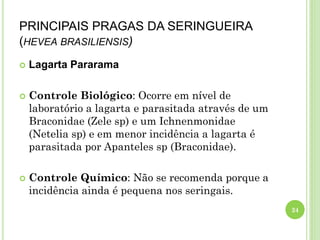 PRINCIPAIS PRAGAS DA SERINGUEIRA
(HEVEA BRASILIENSIS)
 Lagarta Pararama
 Controle Biológico: Ocorre em nível de
laboratório a lagarta e parasitada através de um
Braconidae (Zele sp) e um Ichnenmonidae
(Netelia sp) e em menor incidência a lagarta é
parasitada por Apanteles sp (Braconidae).
 Controle Químico: Não se recomenda porque a
incidência ainda é pequena nos seringais.
24
 