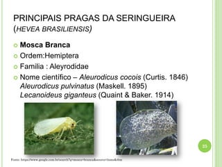 PRINCIPAIS PRAGAS DA SERINGUEIRA
(HEVEA BRASILIENSIS)
 Mosca Branca
 Ordem:Hemiptera
 Familia : Aleyrodidae
 Nome científico – Aleurodicus cocois (Curtis. 1846)
Aleurodicus pulvinatus (Maskell. 1895)
Lecanoideus giganteus (Quaint & Baker. 1914)
25
Fonte: https://www.google.com.br/search?q=mosca+branca&source=lnms&tbm
 