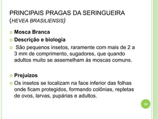 PRINCIPAIS PRAGAS DA SERINGUEIRA
(HEVEA BRASILIENSIS)
 Mosca Branca
 Descrição e biologia
 São pequenos insetos, raramente com mais de 2 a
3 mm de comprimento, sugadores, que quando
adultos muito se assemelham às moscas comuns.
 Prejuízos
 Os insetos se localizam na face inferior das folhas
onde ficam protegidos, formando colônias, repletas
de ovos, larvas, pupárias e adultos.
26
 