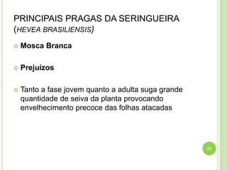 PRINCIPAIS PRAGAS DA SERINGUEIRA
(HEVEA BRASILIENSIS)
 Mosca Branca
 Prejuízos
 Tanto a fase jovem quanto a adulta suga grande
quantidade de seiva da planta provocando
envelhecimento precoce das folhas atacadas
27
 