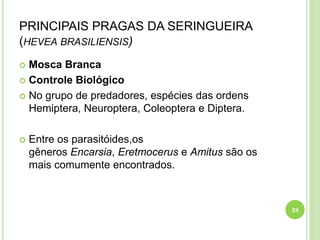 PRINCIPAIS PRAGAS DA SERINGUEIRA
(HEVEA BRASILIENSIS)
 Mosca Branca
 Controle Biológico
 No grupo de predadores, espécies das ordens
Hemiptera, Neuroptera, Coleoptera e Diptera.
 Entre os parasitóides,os
gêneros Encarsia, Eretmocerus e Amitus são os
mais comumente encontrados.
28
 