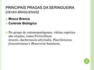 PRINCIPAIS PRAGAS DA SERINGUEIRA
(HEVEA BRASILIENSIS)
 Mosca Branca
 Controle Biológico
 No grupo de entomopatógenos, várias espécies
são citadas, como:Verticillium
lecanii, Aschersonia aleyrodis, Paecilomyces
fumosoroseus e Beauveria bassiana.
29
 