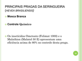 PRINCIPAIS PRAGAS DA SERINGUEIRA
(HEVEA BRASILIENSIS)
 Mosca Branca
 Controle Químico
 Os inseticidas Ometoato (Folimat 1000) e o
Malathion (Malatol 50 E) apresentam uma
eficiência acima de 80% no controle desta praga.
30
 
