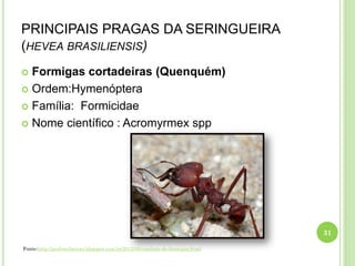 PRINCIPAIS PRAGAS DA SERINGUEIRA
(HEVEA BRASILIENSIS)
 Formigas cortadeiras (Quenquém)
 Ordem:Hymenóptera
 Família: Formicidae
 Nome científico : Acromyrmex spp
31
Fonte:http://jardimribeirao.blogspot.com.br/2012/05/combate-de-formigas.html
 