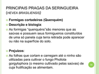 PRINCIPAIS PRAGAS DA SERINGUEIRA
(HEVEA BRASILIENSIS)
 Formigas cortadeiras (Quenquém)
 Descrição e biologia:
 As formigas “quenquéns”são menores que as
saúvas e possuem seus formigueiros constituídos
de uma só panela cuja terra retirada pode aparecer
ou não na superfície do solo.
 Prejuízos:
 As folhas que cortam e carregam até o ninho são
utilizadas para cultivar o fungo Pholiota
gorgylophora (o mesmo cultivado pelas saúvas) de
cuja frutificação se alimentam.
32
 