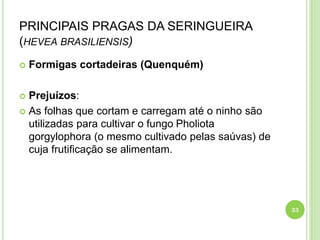 PRINCIPAIS PRAGAS DA SERINGUEIRA
(HEVEA BRASILIENSIS)
 Formigas cortadeiras (Quenquém)
 Prejuízos:
 As folhas que cortam e carregam até o ninho são
utilizadas para cultivar o fungo Pholiota
gorgylophora (o mesmo cultivado pelas saúvas) de
cuja frutificação se alimentam.
33
 