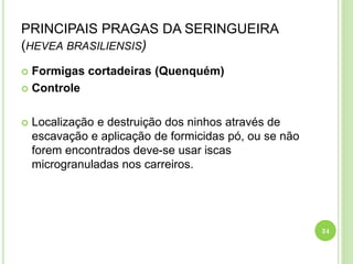PRINCIPAIS PRAGAS DA SERINGUEIRA
(HEVEA BRASILIENSIS)
 Formigas cortadeiras (Quenquém)
 Controle
 Localização e destruição dos ninhos através de
escavação e aplicação de formicidas pó, ou se não
forem encontrados deve-se usar iscas
microgranuladas nos carreiros.
34
 