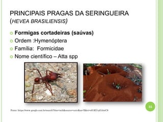 PRINCIPAIS PRAGAS DA SERINGUEIRA
(HEVEA BRASILIENSIS)
 Formigas cortadeiras (saúvas)
 Ordem :Hymenóptera
 Família: Formicidae
 Nome científico – Atta spp
35
Fonte: https://www.google.com.br/search?tbm=isch&source=univ&sa=X&ei=eS1KUujGA4eC9
 