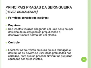 PRINCIPAIS PRAGAS DA SERINGUEIRA
(HEVEA BRASILIENSIS)
 Formigas cortadeiras (saúvas)
 Prejuízos
 São insetos vorazes chegando em uma noite causar
desfolha de muitas plantas prejudicando o
desenvolvimento normal de um plantio.
 Controle
 Localizar os sauveiros no início de sua formação e
destruí-los ou devem-se usar iscas granuladas nos
carreiros, para que se possam diminuir os prejuízos
causados por estes insetos. 37
 