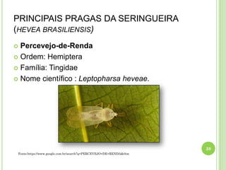 PRINCIPAIS PRAGAS DA SERINGUEIRA
(HEVEA BRASILIENSIS)
 Percevejo-de-Renda
 Ordem: Hemiptera
 Família: Tingidae
 Nome científico : Leptopharsa heveae.
38
Fonte:https://www.google.com.br/search?q=PERCEVEJO+DE+RENDA&tbm
 