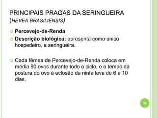 PRINCIPAIS PRAGAS DA SERINGUEIRA
(HEVEA BRASILIENSIS)
 Percevejo-de-Renda
 Descrição biológica: apresenta como único
hospedeiro, a seringueira.
 Cada fêmea de Percevejo-de-Renda coloca em
média 90 ovos durante todo o ciclo, e o tempo da
postura do ovo à eclosão da ninfa leva de 6 a 10
dias.
39
 