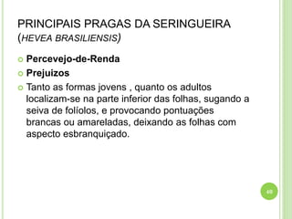 PRINCIPAIS PRAGAS DA SERINGUEIRA
(HEVEA BRASILIENSIS)
 Percevejo-de-Renda
 Prejuizos
 Tanto as formas jovens , quanto os adultos
localizam-se na parte inferior das folhas, sugando a
seiva de folíolos, e provocando pontuações
brancas ou amareladas, deixando as folhas com
aspecto esbranquiçado.
40
 