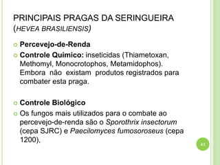 PRINCIPAIS PRAGAS DA SERINGUEIRA
(HEVEA BRASILIENSIS)
 Percevejo-de-Renda
 Controle Químico: inseticidas (Thiametoxan,
Methomyl, Monocrotophos, Metamidophos).
Embora não existam produtos registrados para
combater esta praga.
 Controle Biológico
 Os fungos mais utilizados para o combate ao
percevejo-de-renda são o Sporothrix insectorum
(cepa SJRC) e Paecilomyces fumosoroseus (cepa
1200),
41
 