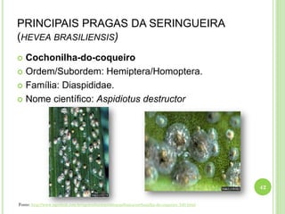 PRINCIPAIS PRAGAS DA SERINGUEIRA
(HEVEA BRASILIENSIS)
 Cochonilha-do-coqueiro
 Ordem/Subordem: Hemiptera/Homoptera.
 Família: Diaspididae.
 Nome científico: Aspidiotus destructor
42
Fonte: http://www.agrolink.com.br/agricultura/problemas/busca/cochonilha-do-coqueiro_540.html
 