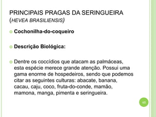 PRINCIPAIS PRAGAS DA SERINGUEIRA
(HEVEA BRASILIENSIS)
 Cochonilha-do-coqueiro
 Descrição Biológica:
 Dentre os coccídios que atacam as palmáceas,
esta espécie merece grande atenção. Possui uma
gama enorme de hospedeiros, sendo que podemos
citar as seguintes culturas: abacate, banana,
cacau, caju, coco, fruta-do-conde, mamão,
mamona, manga, pimenta e seringueira.
43
 