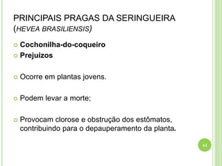 PRINCIPAIS PRAGAS DA SERINGUEIRA
(HEVEA BRASILIENSIS)
 Cochonilha-do-coqueiro
 Prejuizos
 Ocorre em plantas jovens.
 Podem levar a morte;
 Provocam clorose e obstrução dos estômatos,
contribuindo para o depauperamento da planta.
44
 