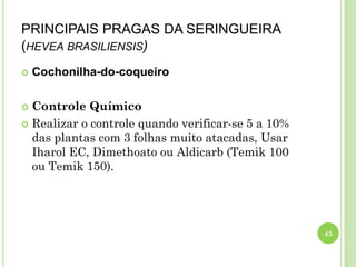 PRINCIPAIS PRAGAS DA SERINGUEIRA
(HEVEA BRASILIENSIS)
 Cochonilha-do-coqueiro
 Controle Químico
 Realizar o controle quando verificar-se 5 a 10%
das plantas com 3 folhas muito atacadas, Usar
Iharol EC, Dimethoato ou Aldicarb (Temik 100
ou Temik 150).
45
 