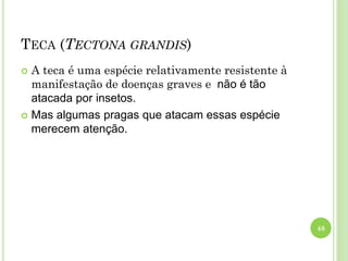 TECA (TECTONA GRANDIS)
 A teca é uma espécie relativamente resistente à
manifestação de doenças graves e não é tão
atacada por insetos.
 Mas algumas pragas que atacam essas espécie
merecem atenção.
48
 