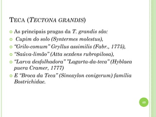 TECA (TECTONA GRANDIS)
 As principais pragas da T. grandis são:
 Cupim do solo (Syntermes molestus),
 “Grilo-comum” Gryllus assimilis (Fabr., 1775),
 “Saúva-limão” (Atta sexdens rubropilosa),
 “Larva desfolhadora” ”Lagarta-da-teca” (Hyblaea
puera Cramer, 1777)
 E “Broca da Teca” (Sinoxylon conigerum) família
Bostrichidae.
49
 
