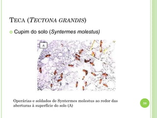 TECA (TECTONA GRANDIS)
 Cupim do solo (Syntermes molestus)
50
Operárias e soldados de Syntermes molestus ao redor das
aberturas à superfície do solo (A)
 