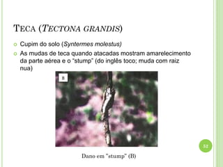 TECA (TECTONA GRANDIS)
 Cupim do solo (Syntermes molestus)
 As mudas de teca quando atacadas mostram amarelecimento
da parte aérea e o “stump” (do inglês toco; muda com raiz
nua)
52
Dano em ”stump” (B)
 