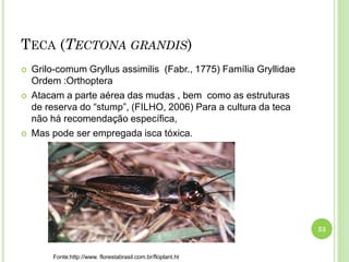 TECA (TECTONA GRANDIS)
 Grilo-comum Gryllus assimilis (Fabr., 1775) Família Gryllidae
Ordem :Orthoptera
 Atacam a parte aérea das mudas , bem como as estruturas
de reserva do “stump”, (FILHO, 2006) Para a cultura da teca
não há recomendação específica,
 Mas pode ser empregada isca tóxica.
53
Fonte:http://www. florestabrasil.com.br/floplant.ht
 
