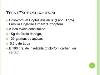 TECA (TECTONA GRANDIS)
 Grilo-comum Gryllus assimilis (Fabr., 1775)
Família Gryllidae Ordem :Orthoptera
 A isca tóxica constitui-se:
 1Kg de farelo de trigo,
 100 gramas de açúcar,
 0,5 L de água
 E 100 grs. de inseticida (triclorfon, carbaril ou
cartap).
54
 