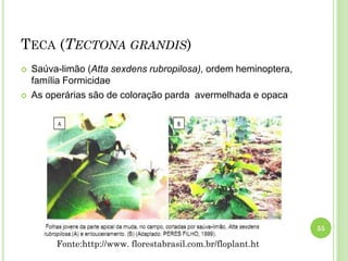 TECA (TECTONA GRANDIS)
 Saúva-limão (Atta sexdens rubropilosa), ordem heminoptera,
família Formicidae
 As operárias são de coloração parda avermelhada e opaca
55
Fonte:http://www. florestabrasil.com.br/floplant.ht
 