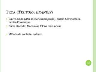 TECA (TECTONA GRANDIS)
 Saúva-limão (Atta sexdens rubropilosa), ordem heminoptera,
família Formicidae
 Parte atacada: Atacam as folhas mais novas.
 Método de controle: químico
56
 