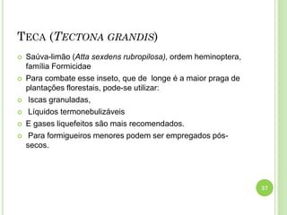 TECA (TECTONA GRANDIS)
 Saúva-limão (Atta sexdens rubropilosa), ordem heminoptera,
família Formicidae
 Para combate esse inseto, que de longe é a maior praga de
plantações florestais, pode-se utilizar:
 Iscas granuladas,
 Líquidos termonebulizáveis
 E gases liquefeitos são mais recomendados.
 Para formigueiros menores podem ser empregados pós-
secos.
57
 