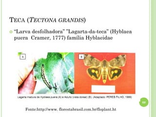 TECA (TECTONA GRANDIS)
 “Larva desfolhadora” ”Lagarta-da-teca” (Hyblaea
puera Cramer, 1777) família Hyblaeidae
60
Fonte:http://www. florestabrasil.com.br/floplant.ht
 