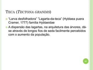 TECA (TECTONA GRANDIS)
 “Larva desfolhadora” ”Lagarta-da-teca” (Hyblaea puera
Cramer, 1777) família Hyblaeidae
 A dispersão das lagartas, na arquitetura das árvores, dá-
se através de longos fios de seda facilmente percebidos
com o aumento da população.
61
 